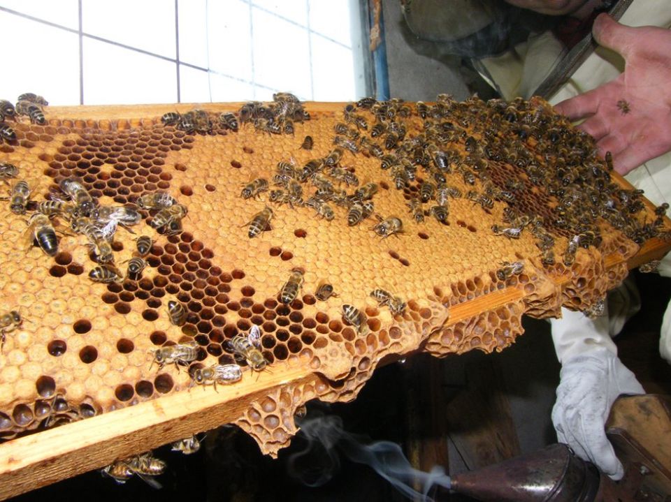 Exkurze na včelí farmě pro 2 osoby nebo pro rodinu