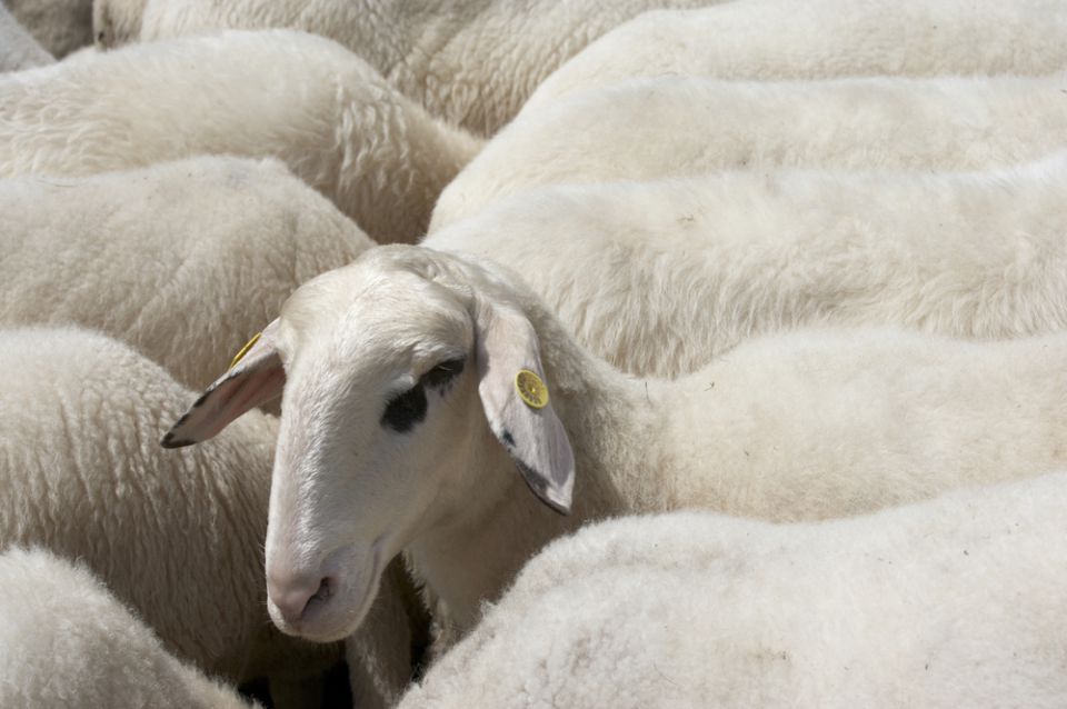 Pasení ovcí v Beskydech