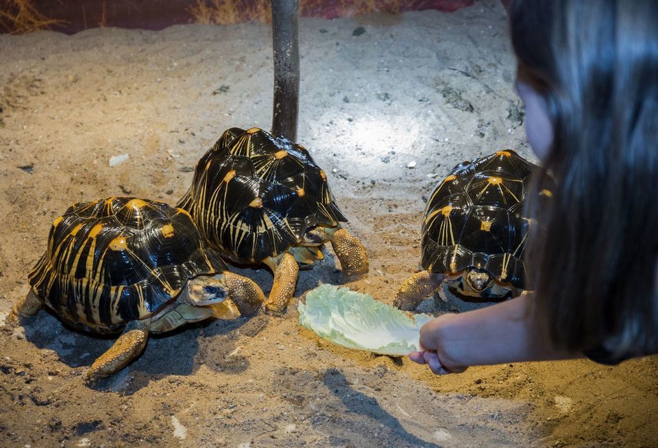Želví VIP prohlídka s krmením v Krokodýlí Zoo