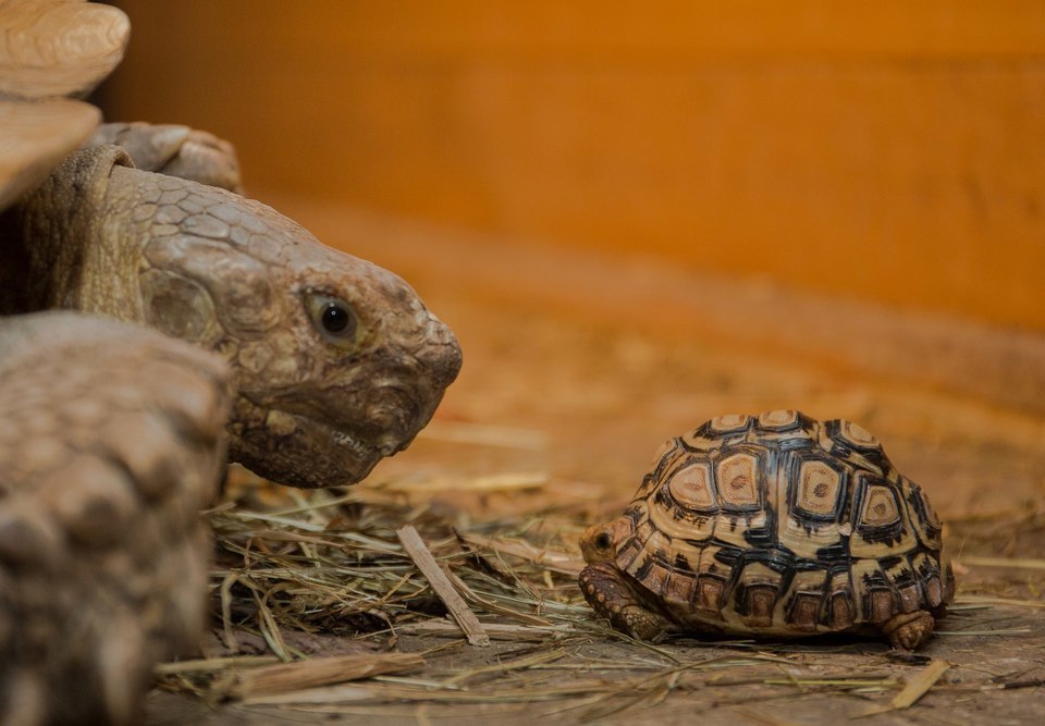 Želví VIP prohlídka s krmením v Krokodýlí Zoo