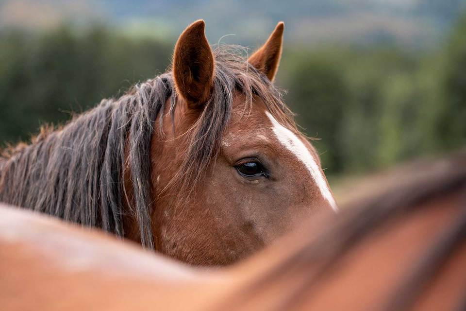 Relax na ranči v Jeseníkách: 3 noci se snídaní včetně projížďky na koních