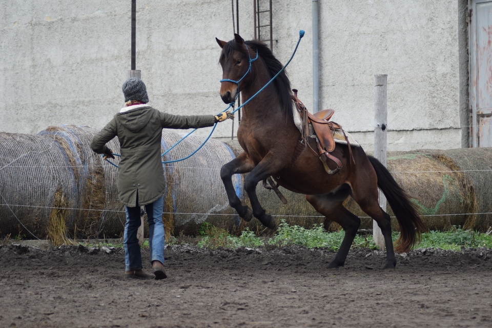 Intenzivní individuální kurz zacházení s koněm a prvních kroků v sedle pro začátečníky