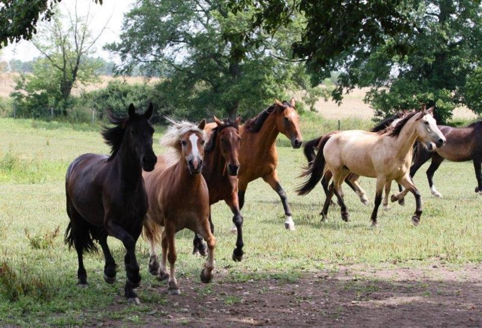 Farmářem na zkoušku s ubytováním, jízdou na koni, venčením lam a wellness