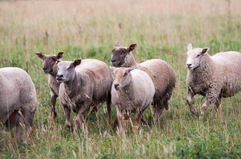 Farmářem na zkoušku s ubytováním, jízdou na koni, venčením lam a wellness