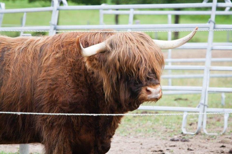 Farmářem na zkoušku s ubytováním, jízdou na koni, venčením lam a wellness