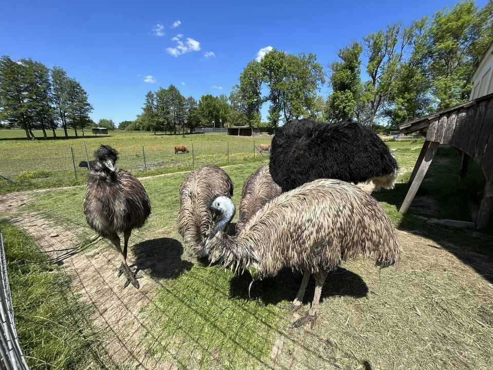 Farmářem na zkoušku s ubytováním, jízdou na koni, venčením lam a wellness