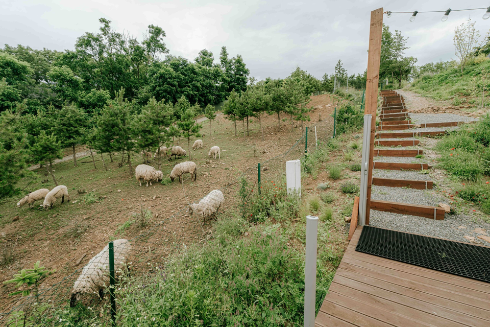 Úžasný Glamping u oveček na venkově jižní Moravy