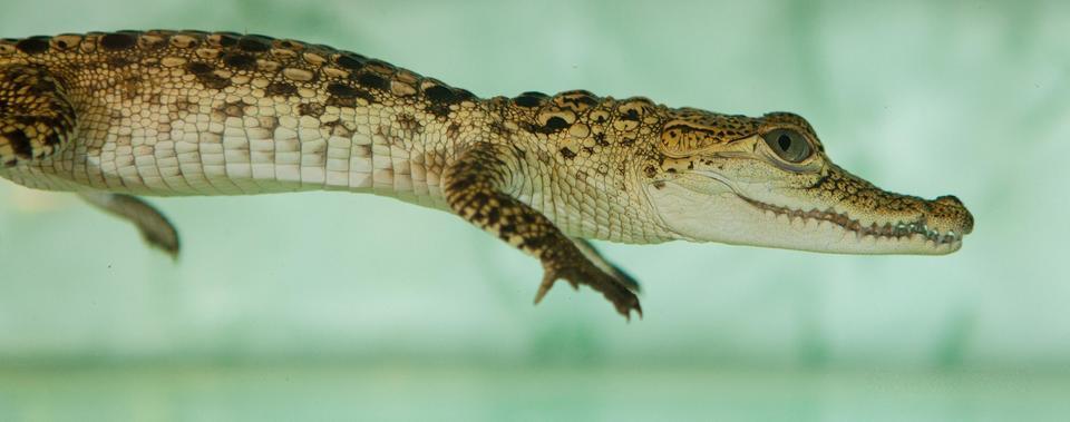 Úžasná VIP prohlídka s krmením krokodýlů v Krokodýlí ZOO Praha