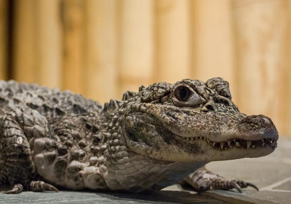 Úžasná VIP prohlídka s krmením krokodýlů v Krokodýlí ZOO Praha