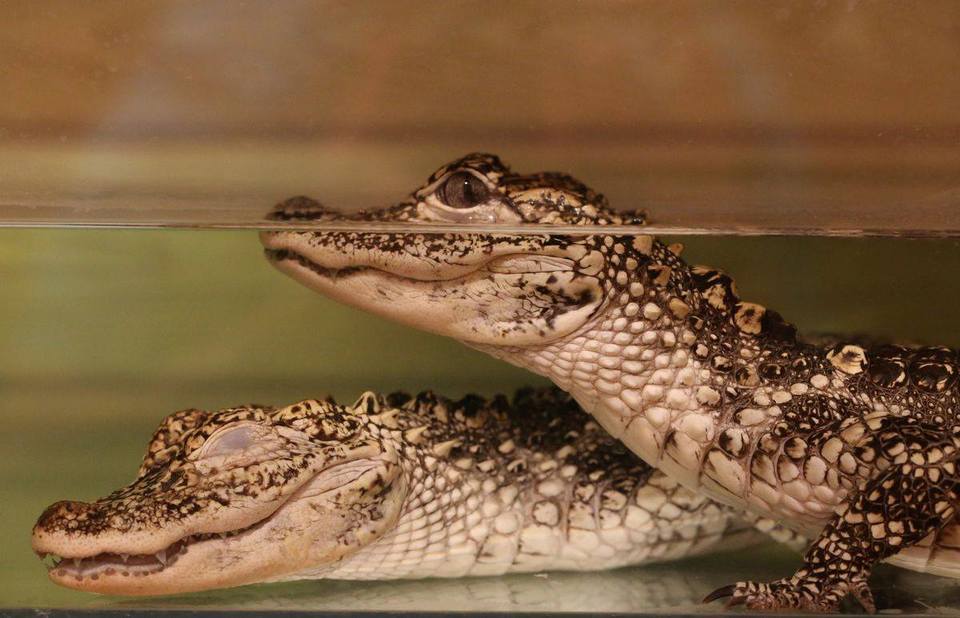 Úžasná VIP prohlídka s krmením krokodýlů v Krokodýlí ZOO Praha