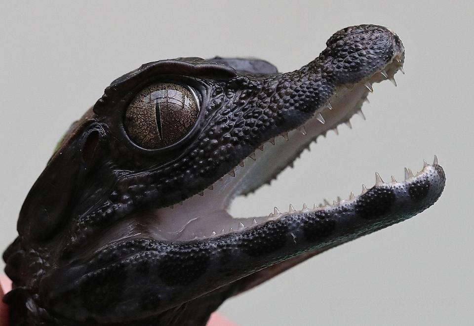 Úžasná VIP prohlídka s krmením krokodýlů v Krokodýlí ZOO Praha