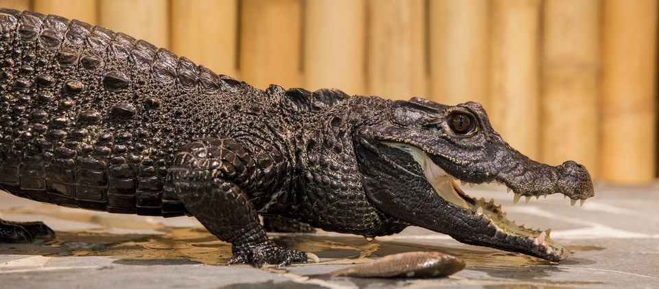 Úžasná VIP prohlídka s krmením krokodýlů v Krokodýlí ZOO Praha