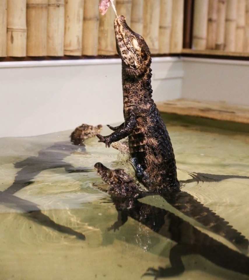 Úžasná VIP prohlídka s krmením krokodýlů v Krokodýlí ZOO Praha