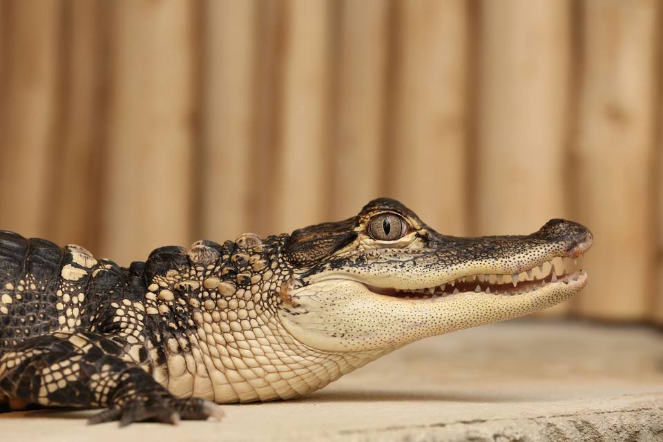 Úžasná VIP prohlídka s krmením krokodýlů v Krokodýlí ZOO Praha