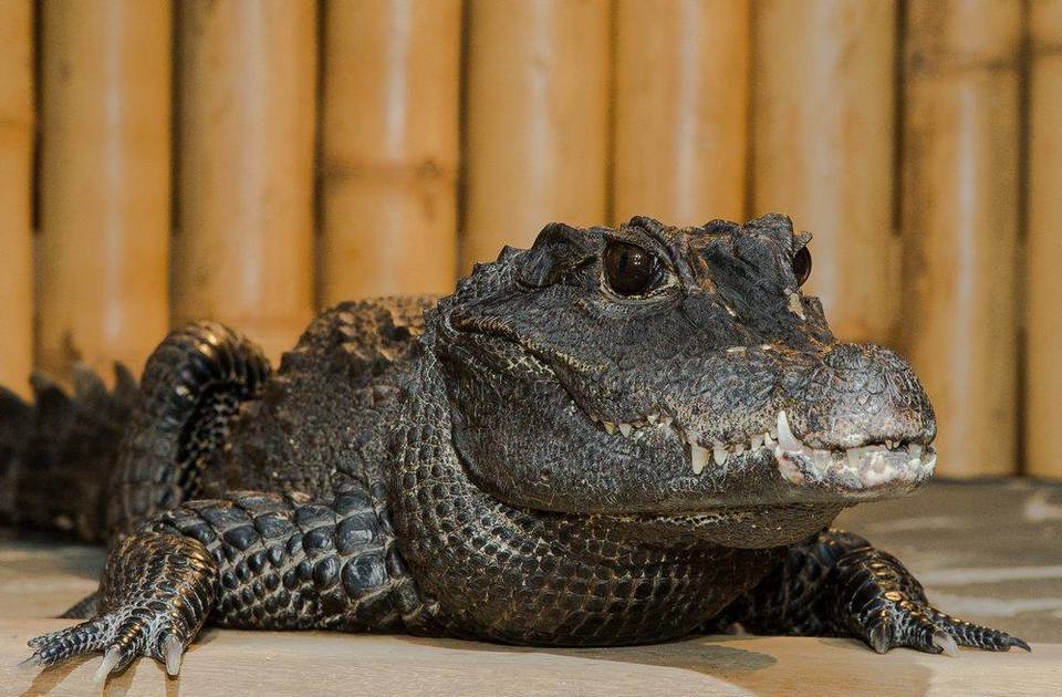 Úžasná VIP prohlídka s krmením krokodýlů v Krokodýlí ZOO Praha