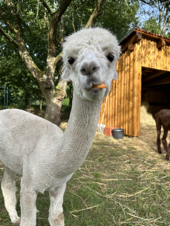 Úžasná procházka s roztomilými alpakami