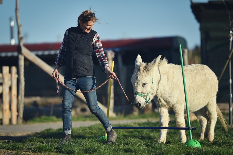 Den farmářem na zkoušku na oslí farmě v Českém ráji
