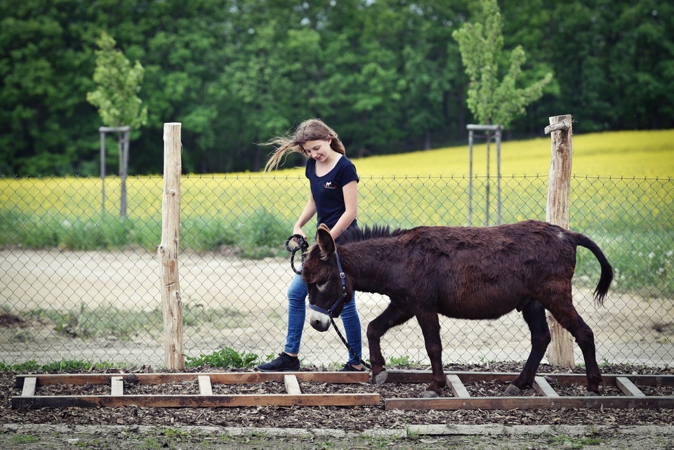 Den farmářem na zkoušku na oslí farmě v Českém ráji