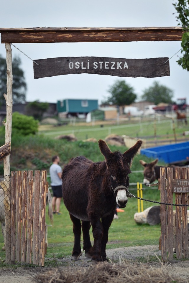 Půldenní výlet se dvěma oslíky, piknikem a svezením až pro 7 osob