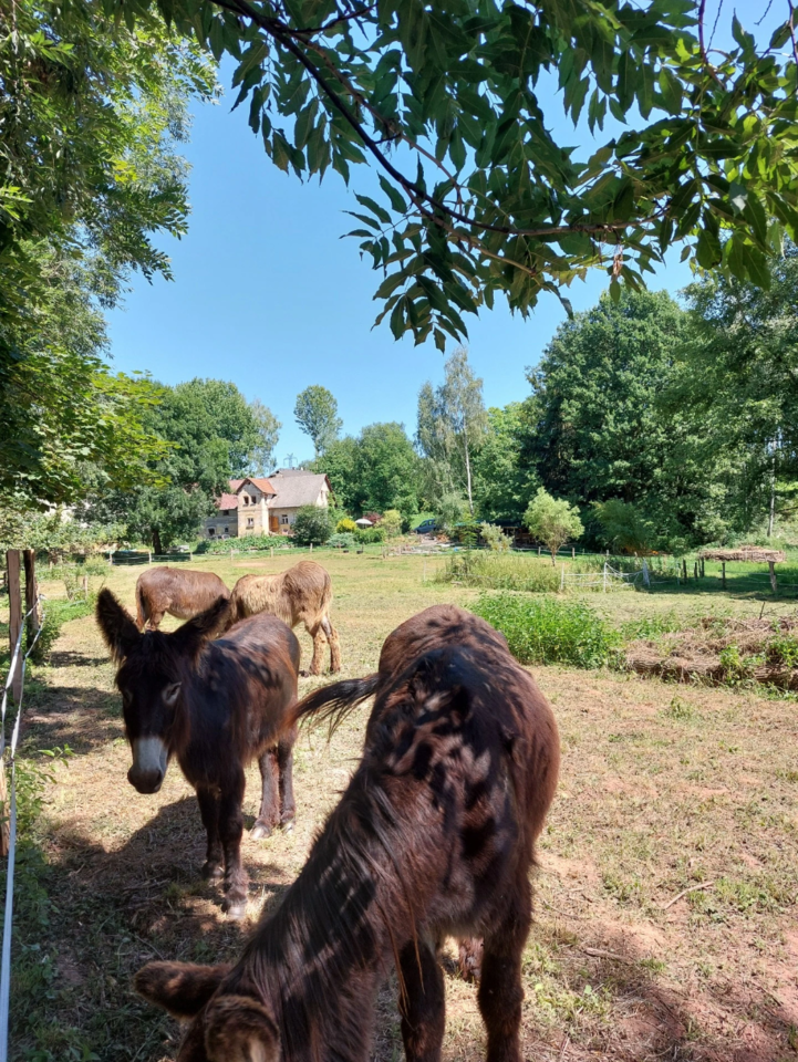 Rodinný pobyt na farmě v Českém ráji