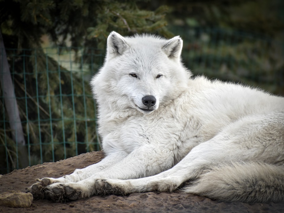 VIP prohlídka ZOO Tábor