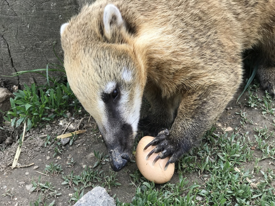 VIP prohlídka ZOO Tábor