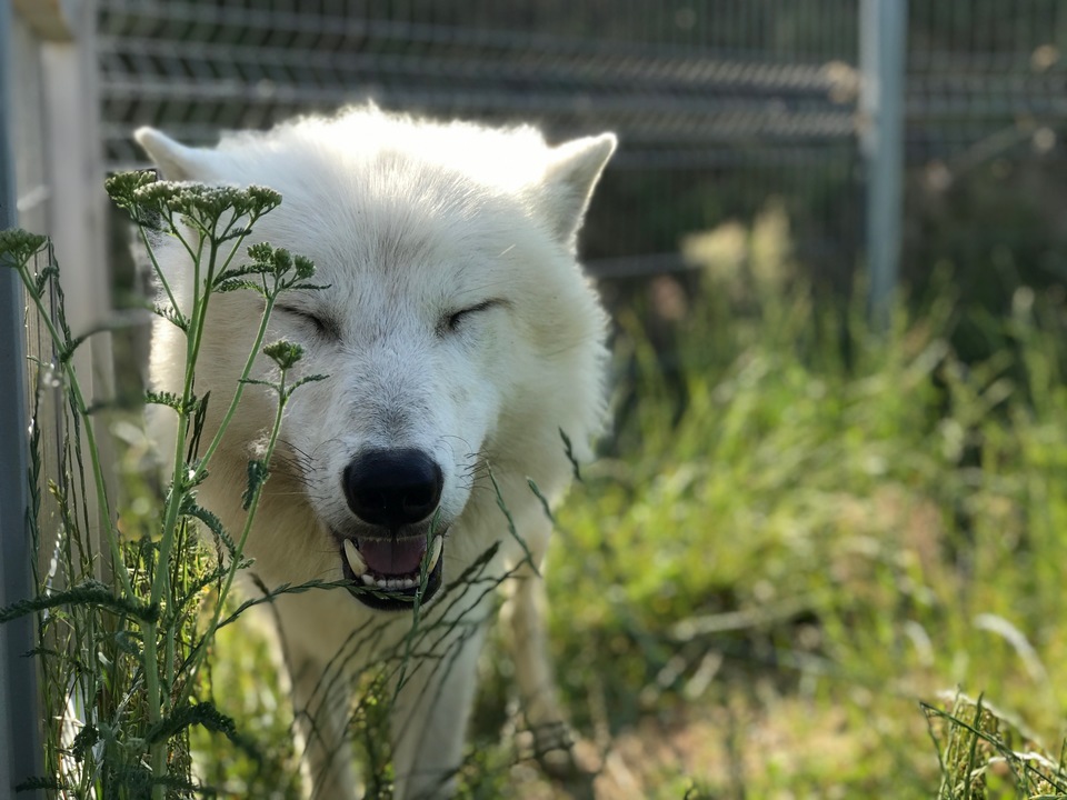 Nocování v ZOO Tábor pro 2 až 4 osoby