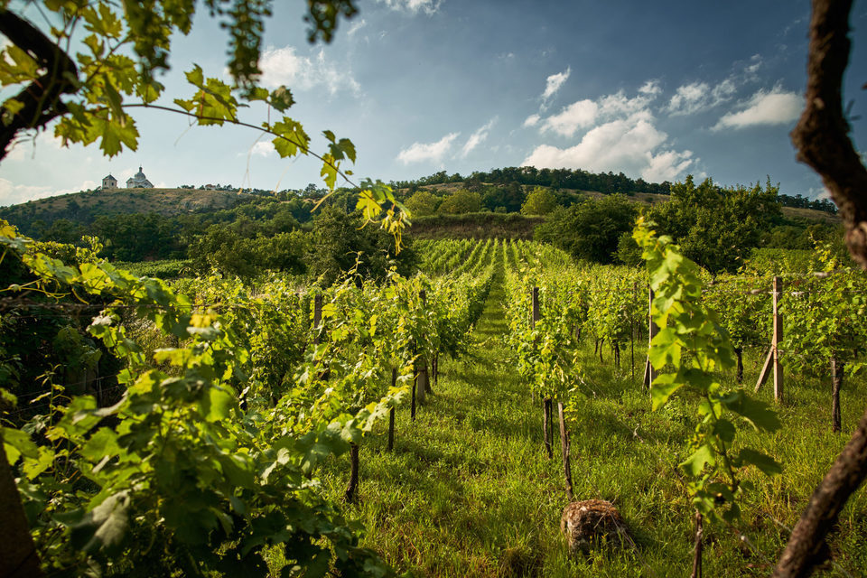 Pobyt v Hotelu Radost v srdci Mikulova - okolní vinice