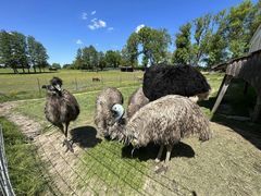 Farmářem na zkoušku s ubytováním, jízdou na koni, venčením lam a wellness