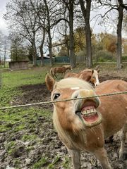 Farmářem na zkoušku s ubytováním, jízdou na koni, venčením lam a wellness