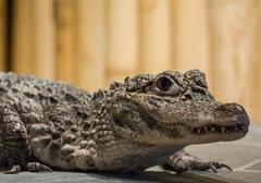 Úžasná VIP prohlídka s krmením krokodýlů v Krokodýlí ZOO Praha