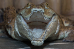 Úžasná VIP prohlídka s krmením krokodýlů v Krokodýlí ZOO Praha