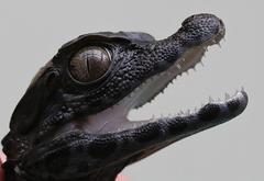 Úžasná VIP prohlídka s krmením krokodýlů v Krokodýlí ZOO Praha