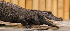 Úžasná VIP prohlídka s krmením krokodýlů v Krokodýlí ZOO Praha