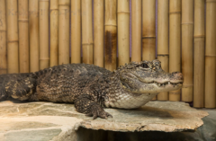 Úžasná VIP prohlídka s krmením krokodýlů v Krokodýlí ZOO Praha