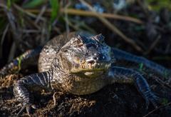 Úžasná VIP prohlídka s krmením krokodýlů v Krokodýlí ZOO Praha