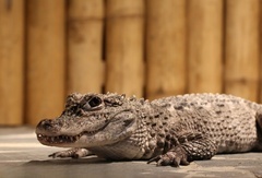 Úžasná VIP prohlídka s krmením krokodýlů v Krokodýlí ZOO Praha