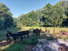 Den farmářem na zkoušku na oslí farmě v Českém ráji