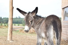 Den farmářem na zkoušku na oslí farmě v Českém ráji
