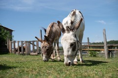 Den farmářem na zkoušku na oslí farmě v Českém ráji