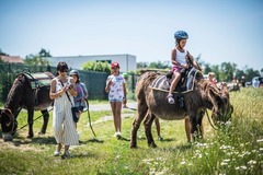Den farmářem na zkoušku na oslí farmě v Českém ráji