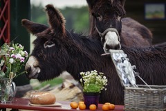 Den farmářem na zkoušku na oslí farmě v Českém ráji