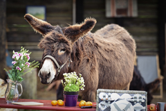 Den farmářem na zkoušku na oslí farmě v Českém ráji