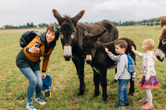 Půldenní výlet se dvěma oslíky, piknikem a svezením až pro 7 osob