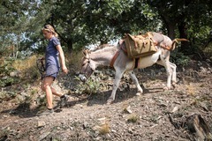 Půldenní výlet se dvěma oslíky, piknikem a svezením až pro 7 osob
