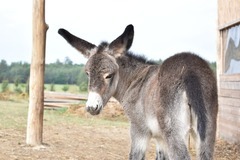 Rodinný pobyt na farmě v Českém ráji