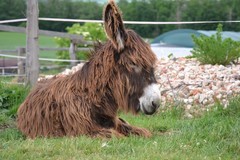 Rodinný pobyt na farmě v Českém ráji