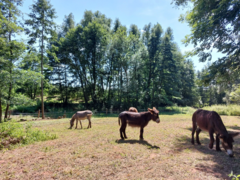 Rodinný pobyt na farmě v Českém ráji