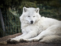 VIP prohlídka ZOO Tábor