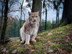 VIP prohlídka ZOO Tábor